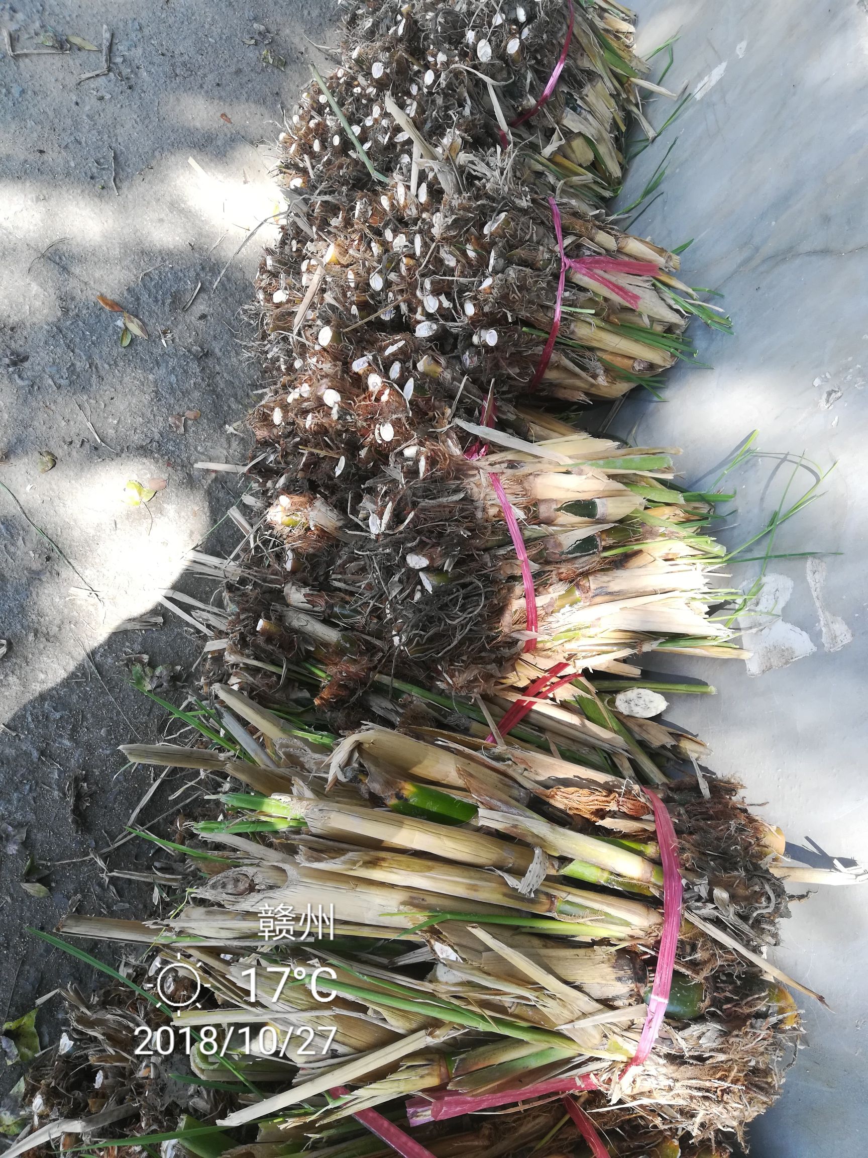 茭白种苗  美人茭白苗， 单季 ，美人茭老根，高产量 双季小