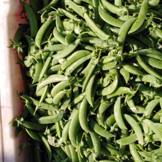 玉溪甜脆豌豆 5-7cm 