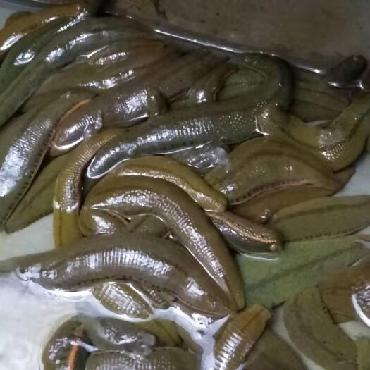 阳春市菲牛蛭  菲牛蛭