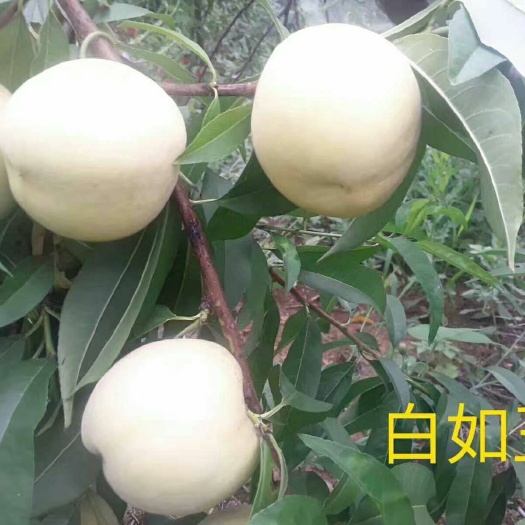 泰安白如玉桃树苗 1~1.5米 