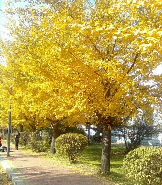  银杏树苗白果苗庭院园林绿化苗木行道树金叶银杏树小苗银杏树大树