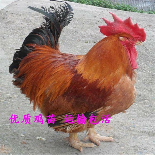 南宁K9鸡苗 全国可达包 活
