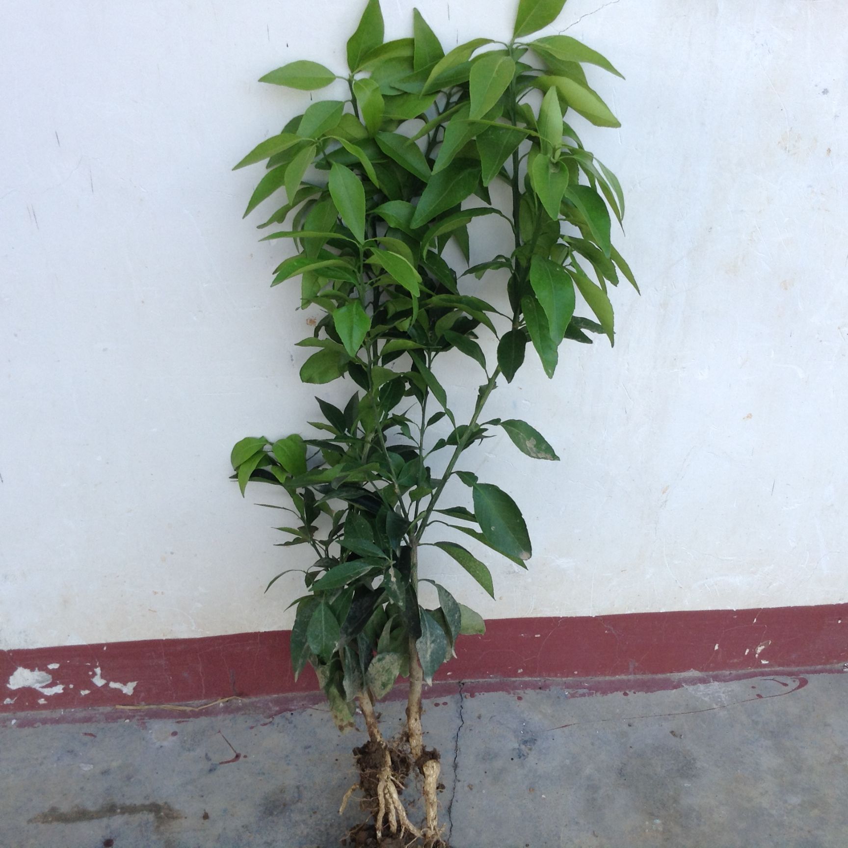 象山红美人柑橘苗 嫁接苗 0.5~1米 