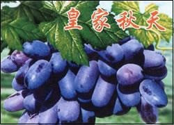 平邑县皇家秋天 