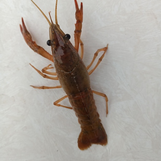 沭阳县龙虾苗 