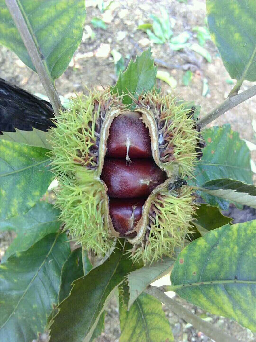 泰山板栗苗 嫁接苗 1~1.5米 