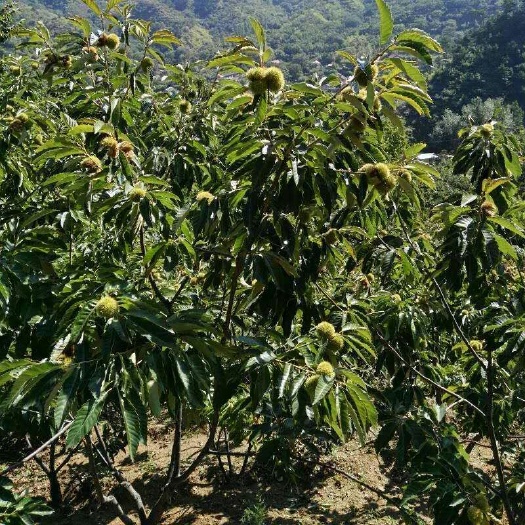 平邑县大红袍板栗苗 嫁接苗 0.5~1米 