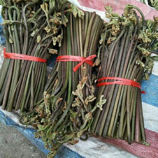 南丹县野生蕨菜 鲜货 