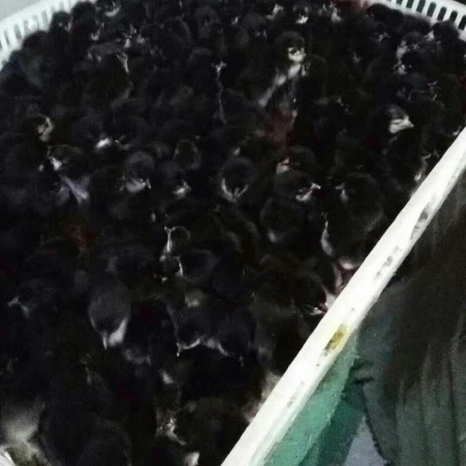 沭阳县五黑鸡苗 