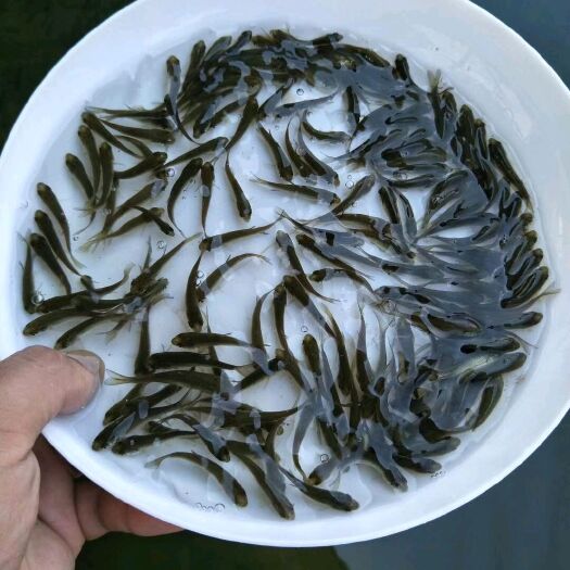 富顺县金丝鲩  草鱼  无病无伤，大水面培育