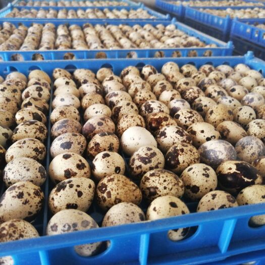 绵阳土鹌鹑蛋 箱装 食用