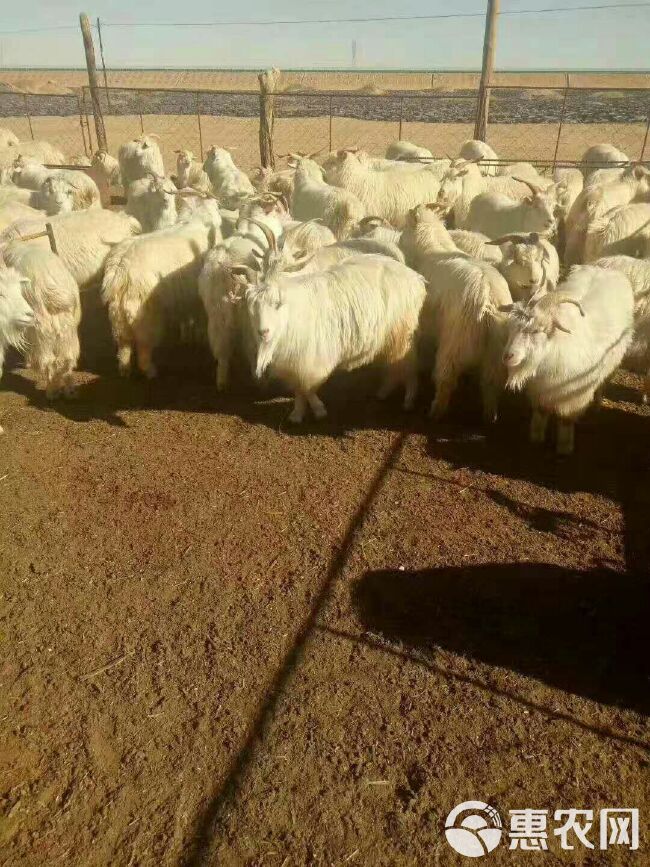 白山羊 50-80斤 