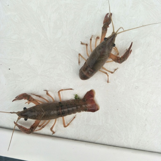 沭阳县青虾苗 