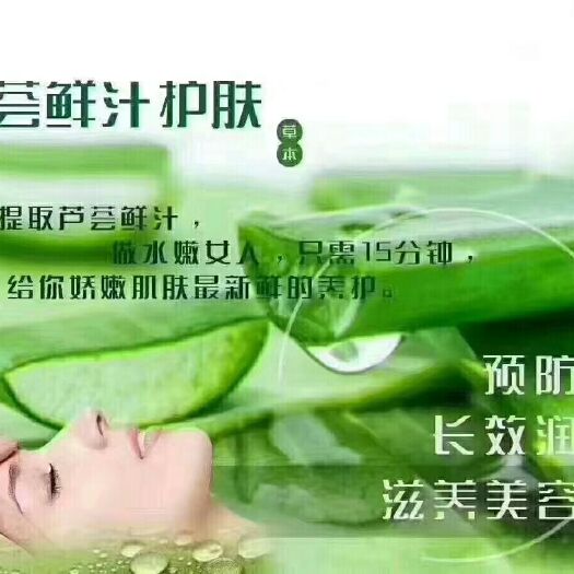 周口库拉索芦荟 16~18cm 