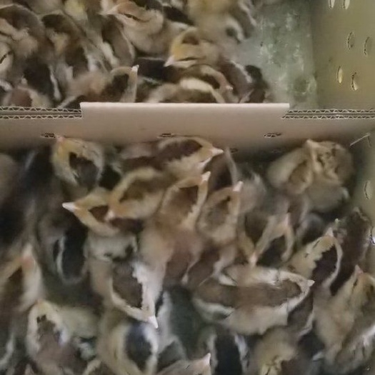 广州麻鸡苗 