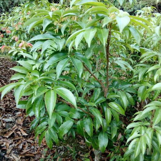 灵山县桂味荔枝苗 