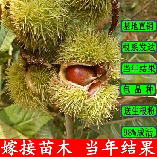 平邑县大红袍板栗苗 1~1.5米 嫁接苗