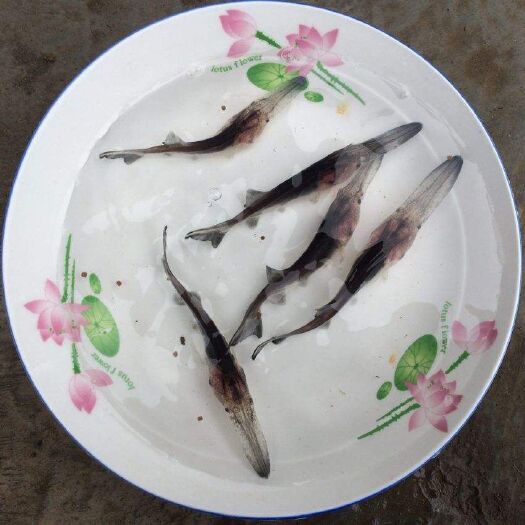 眉山鸭嘴鱼苗 鸭嘴鲟鱼苗