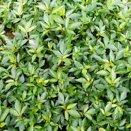 重庆市九叶青花椒苗