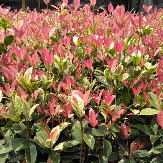 咸宁珍珠彩叶桂  彩叶桂花苗庭院小区阳台办公桌工程园林绿化