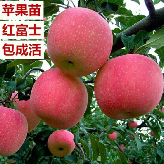 平邑县红富士苹果苗 1~1.5米 