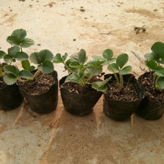 平邑县奶油草莓苗 10~20公分 营养袋苗