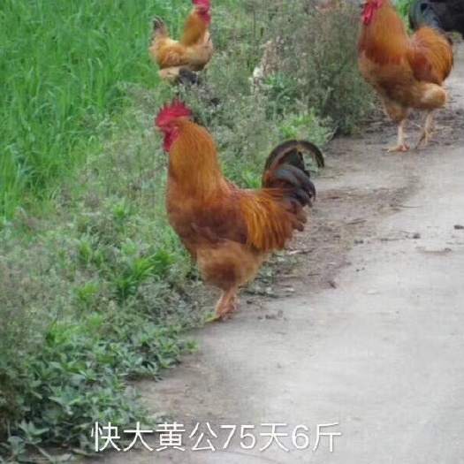 广州快大黄鸡苗 