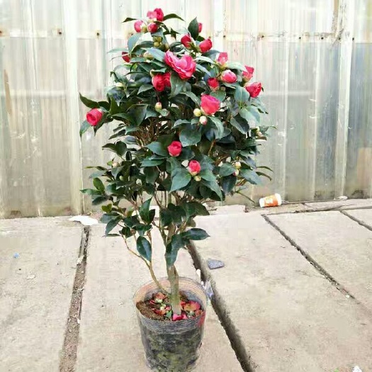 平邑县山茶花 30~50cm
