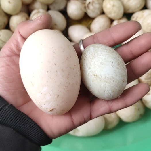 滨州土鸭蛋 食用 箱装 