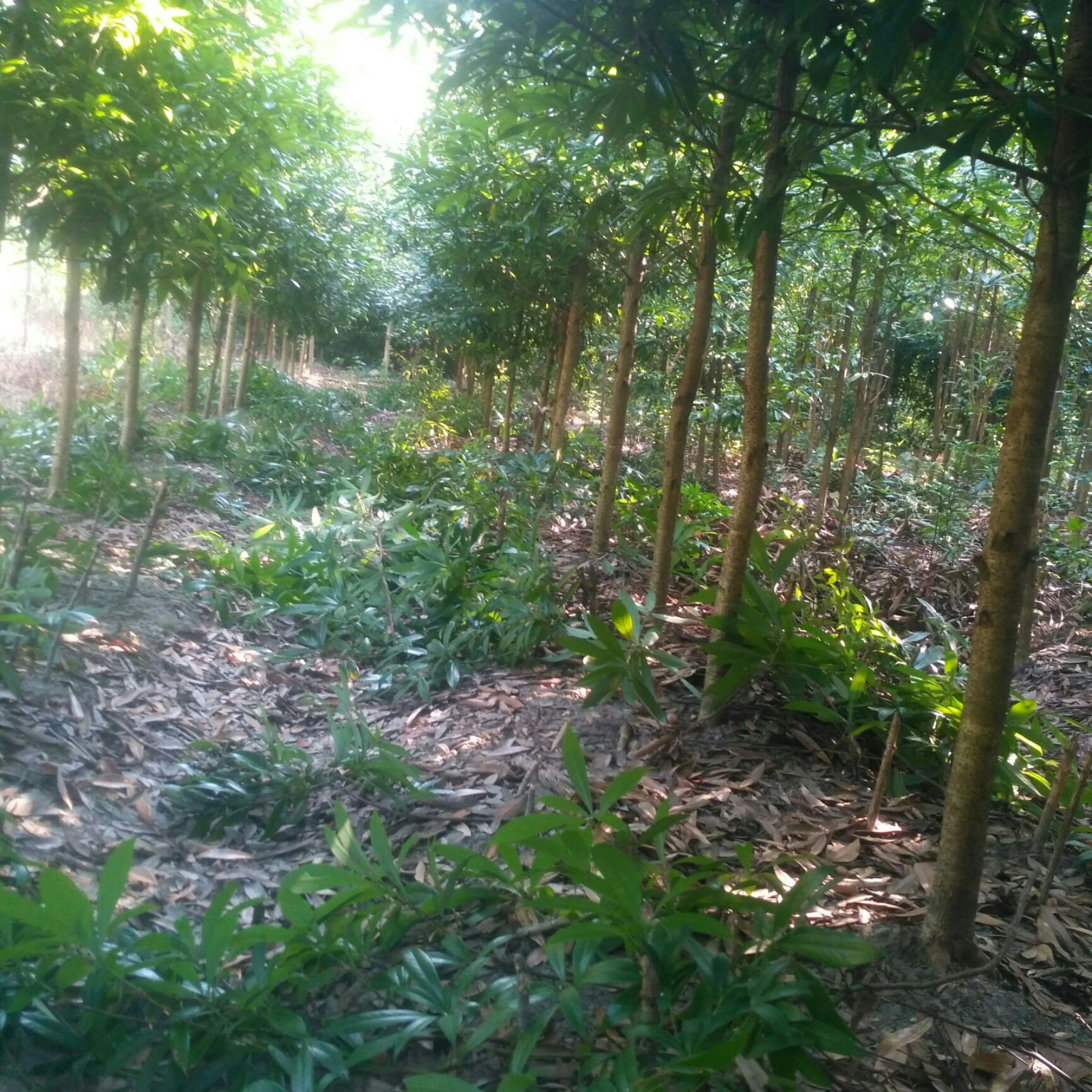  金丝楠木地栽苗