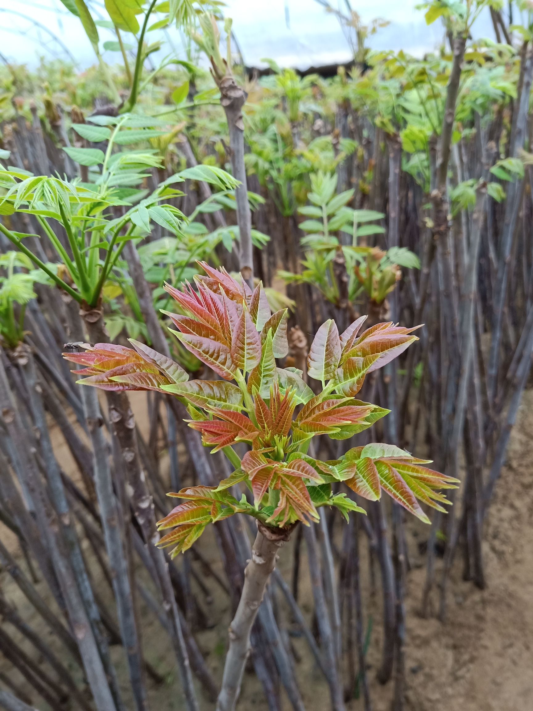 泰山香椿苗 2公分以下 