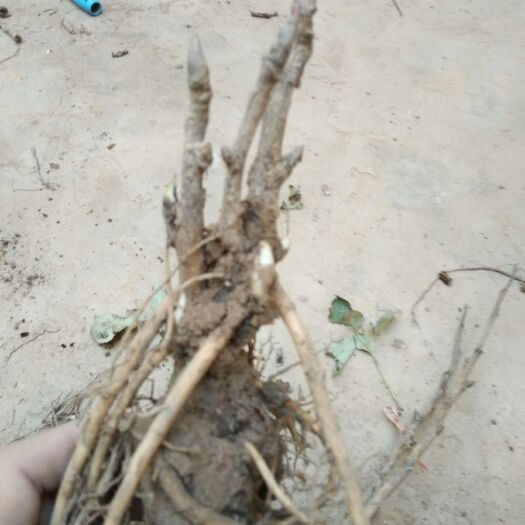  牡丹苗，保成活，保开花，保品种纯度
