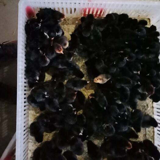 南通五黑鸡苗 