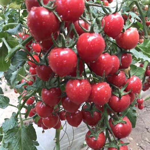 樱桃番茄种子  千禧圣女果种子，抗病强品质好，口感好吃