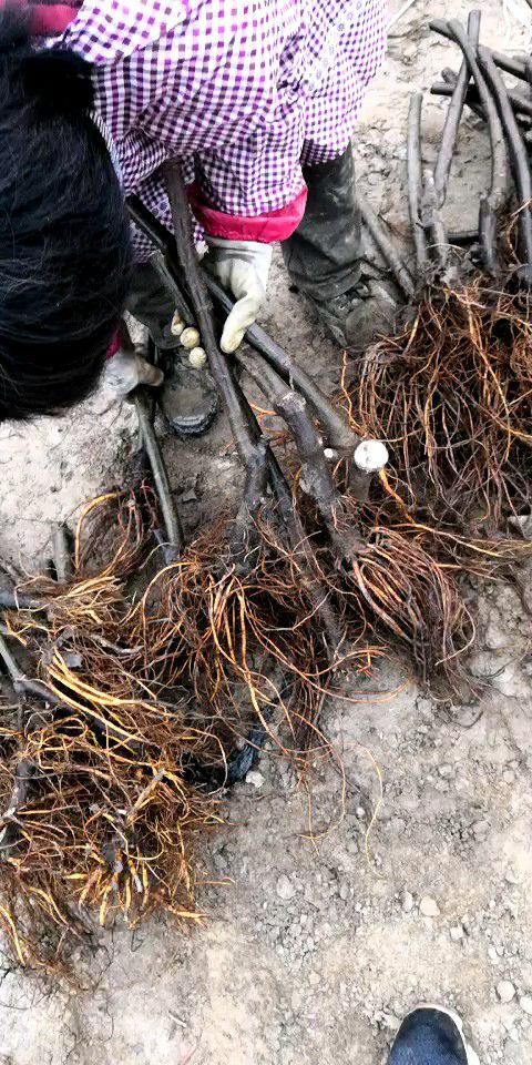 石首市波姬红无花果苗 