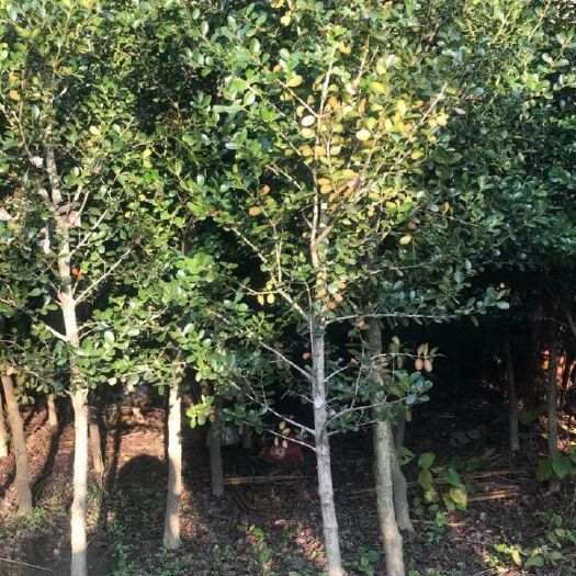 沭阳县独杆黄杨