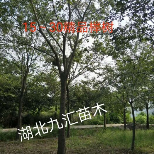 武汉榉树 红榉树 白榉树