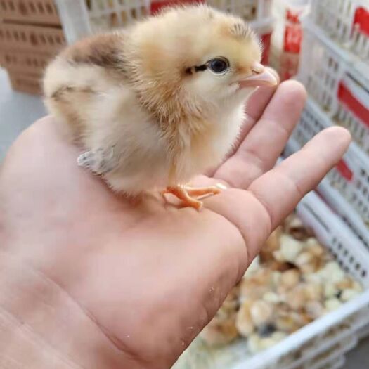 南通土鸡苗 