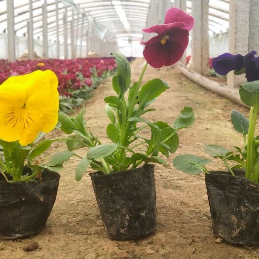 青州市草花 三色堇