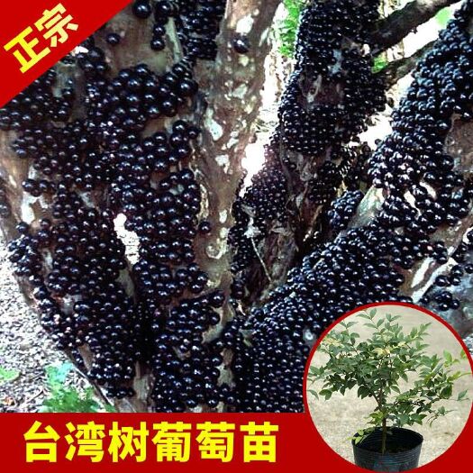 阳朔县树葡萄苗 