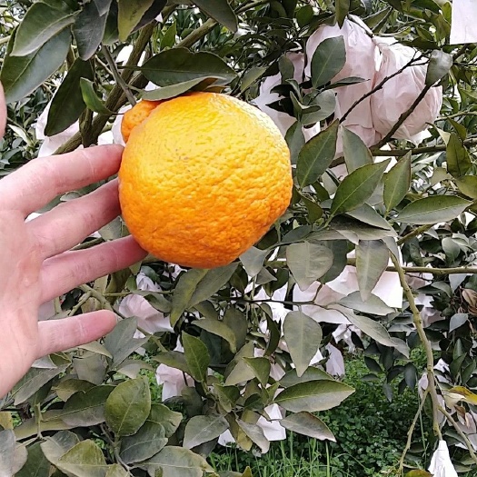 仁寿县不知火 ＞8cm 5两以上 