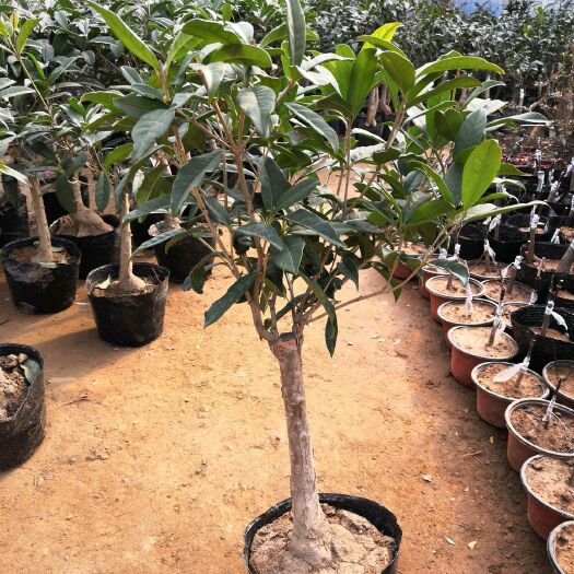 沭阳县日香桂  四季开花