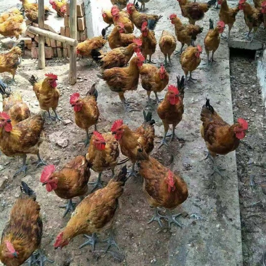 广州青脚麻鸡苗