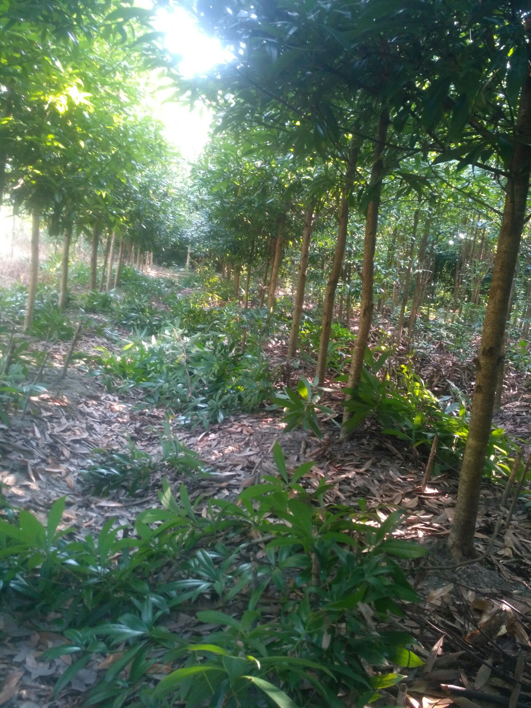  金丝楠木地栽苗