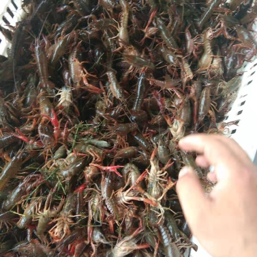 洪湖市小龙虾苗  湖北洪湖原塘精品淡水小龙虾虾苗