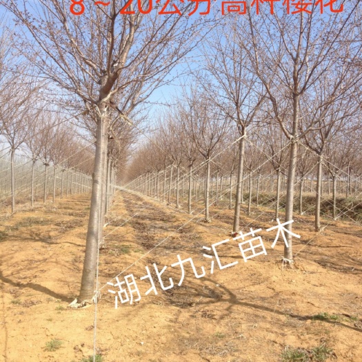 高干樱花 早樱 晚樱