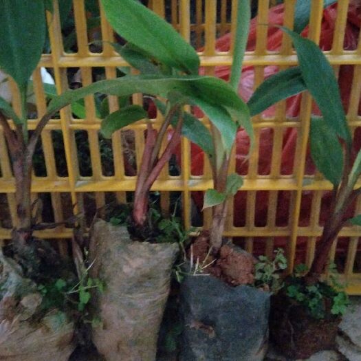 灵山县红蕉苗 