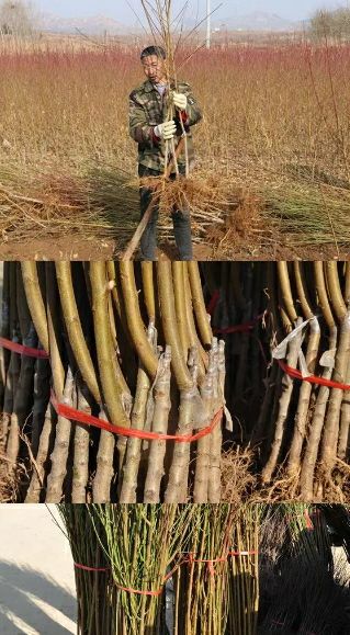 黄金蟠桃树苗 0.5~1米 