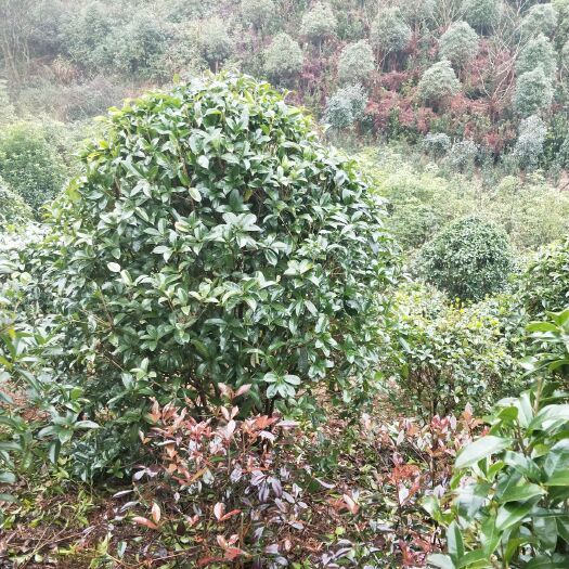 长沙地笼桂花 