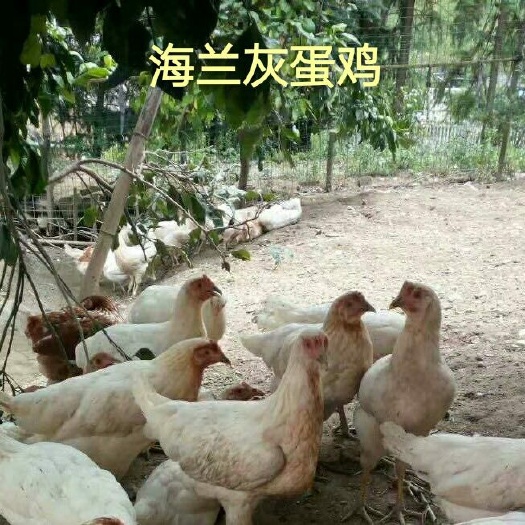 广州海兰褐蛋鸡苗  量大从优，欢迎光临